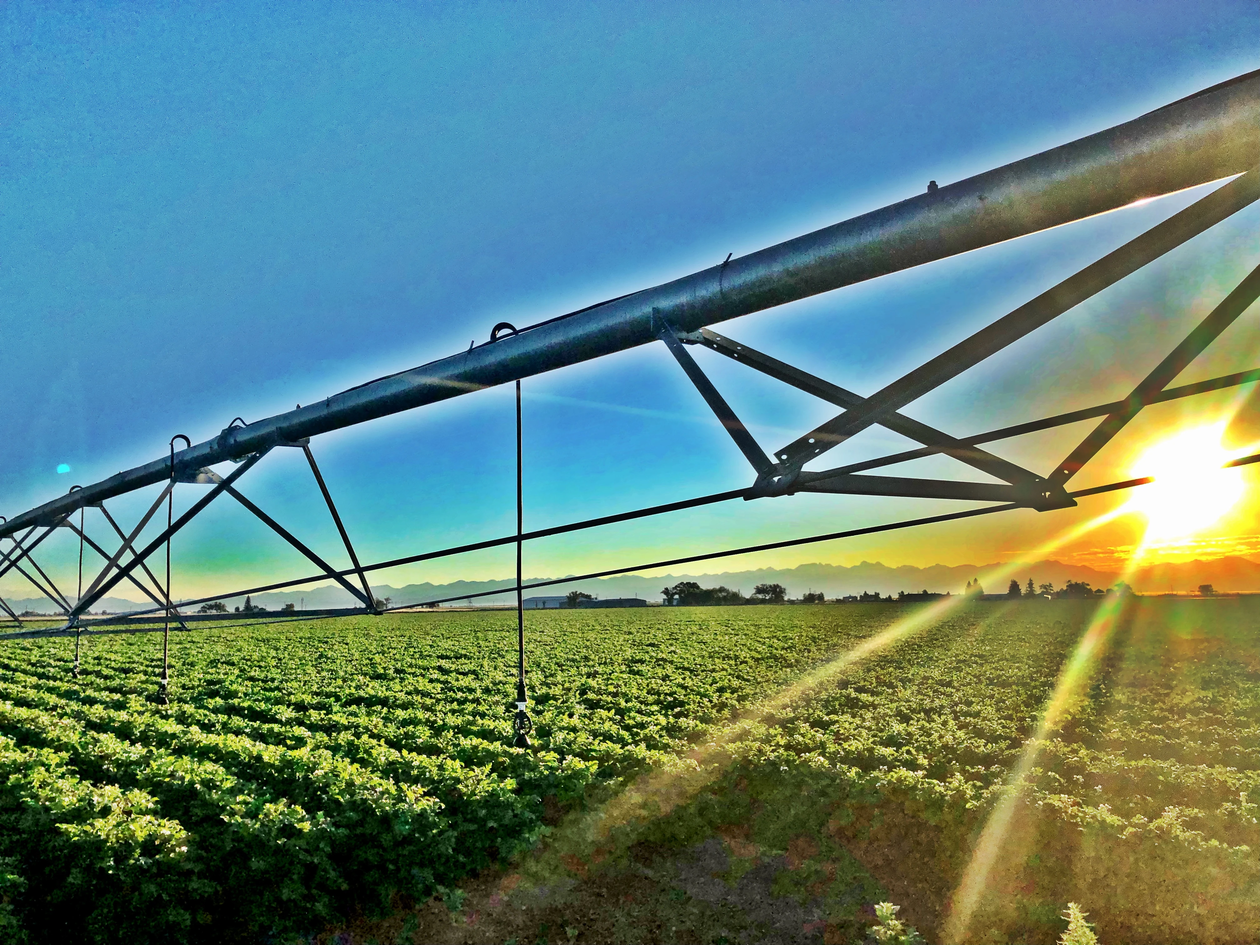 Blue Barn Farm produce field